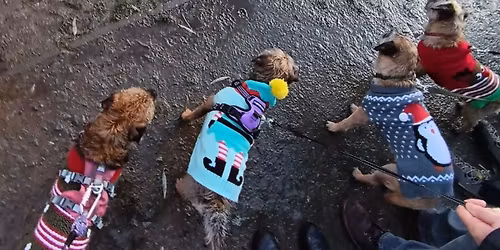 Shropshire Border Terrier Buddies Christmas Walk - Ironbridge