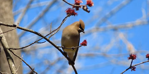 Bird Walk