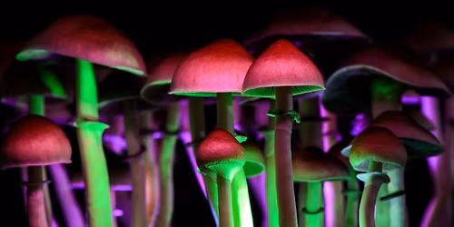 Wild Wisdom: Psychedelic Renaissance