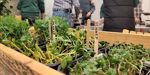 Kurs i mikrogr\u00f8nt: Hvordan dyrke mikrogr\u00f8nt p\u00e5 kj\u00f8kkenbenken \ud83c\udf31\u2728