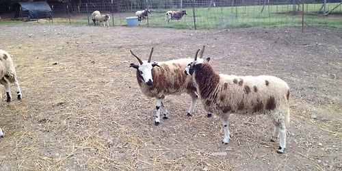 Sheep to Rug in the Ozarks