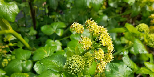 Spring Wild Food Identification and Foraging Event 16\/05\/2026