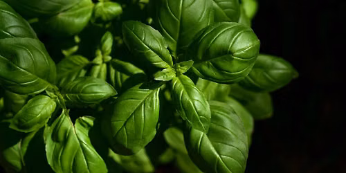 All About Herbs
