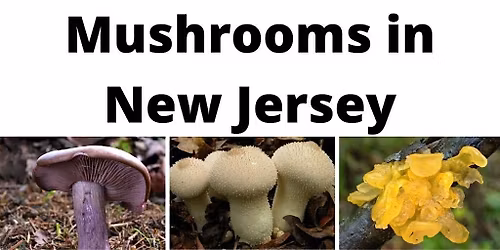 Fungi of Washington Crossing State Park