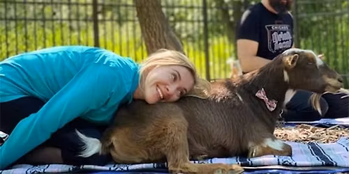 Goat Yoga