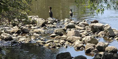 Community Birding Walk at Marita Payne Park