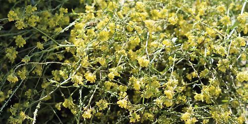 Keep Wells Branch Beautiful Fall Volunteer Day