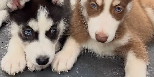 Husky Therapy plus \ud83c\udf55 Leicester