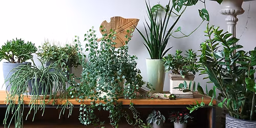 House Plant Seminar Galore 