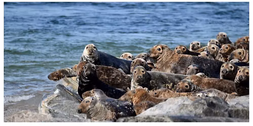 Sunset Cruise & Seal Watch