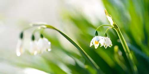 Grief Support Group - Springdale