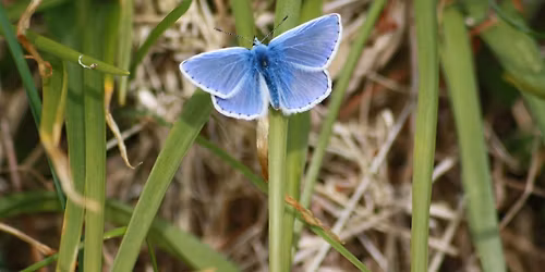 Stithians Lake Bioblitz Event