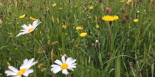 Nature of the Yorkshire Dales