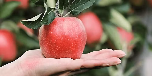 D\u00e9couverte nature en famille - A la d\u00e9couverte des pommes et du verger