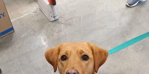 Monthly Dog Nail Trim Clinic Taunton