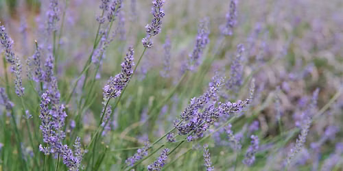 Therapeutic Horticulture \u2013 Cultivating Calm & Connection