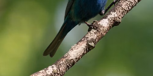 Boro Birders 101 - Part 1