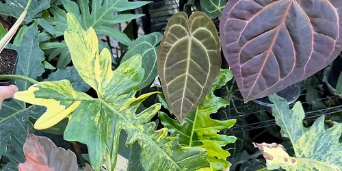 In Person Plant Sale!