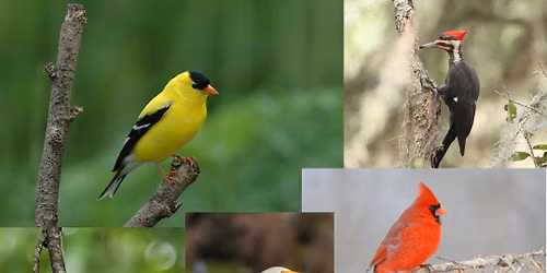 Summer Bird Walk (With a Master Naturalist!!)