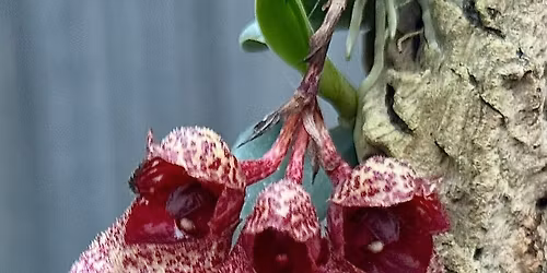 Bristol Rare Plants and Orchid Fair 