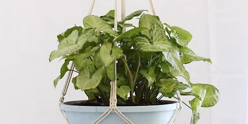 Plant Propagation Workshop