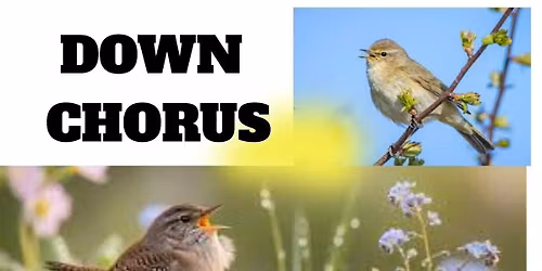 DAWN CHORUS - BIRD WALK WITH AN EXPERT GUIDE (FREE)