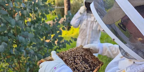 Bridgetown Bee Buddies