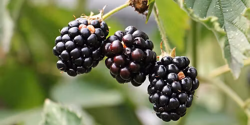 Autumn Equinox - Alban Elued celebration on Primrose Hill, London