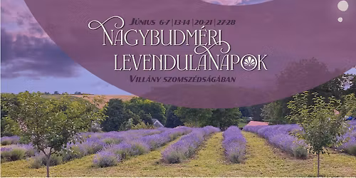 Nagybudm\u00e9ri LevendulaNapok
