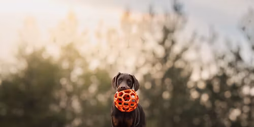  Uwaga pies ! Przygody ma\u0142ego psa  