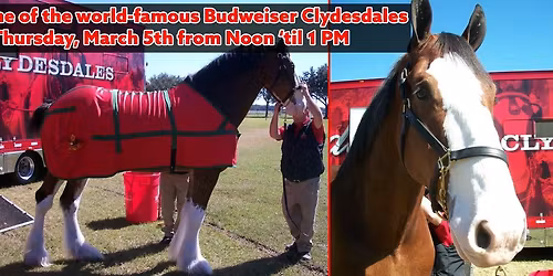 Clydesdale Visit