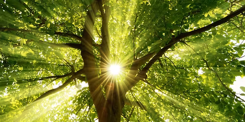 Grief Circle (six-week in-person series) 