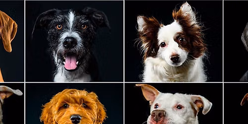 Yappy Hour - Pet Portraits & Fun in the Park