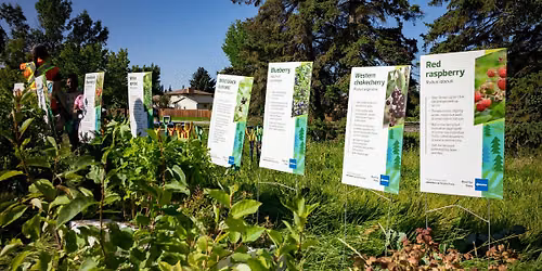 Rooting for Rat Creek- Tree Planting event