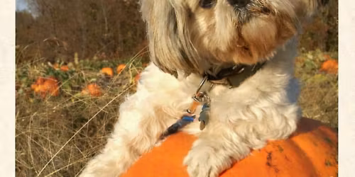 Louisville Shih Tzu Meetup! 