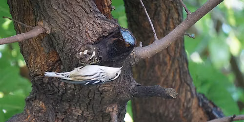 Birding by Bike with Brooklyn Greenway Initiative and Local Nature Lab