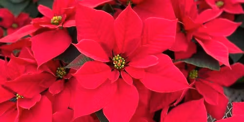 Poinsettia Greenhouse Tours 