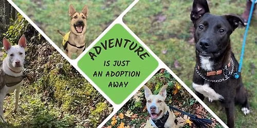 Adoption Event Puppies & Dogs - Olympia