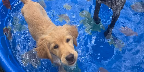 Pool Party