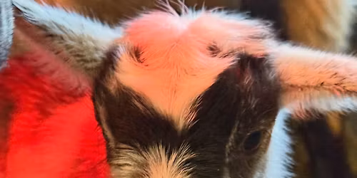 Baby Goat Yoga