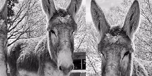 "Drawing Nutmeg" Charcoal Art Event at Blair Haven!
