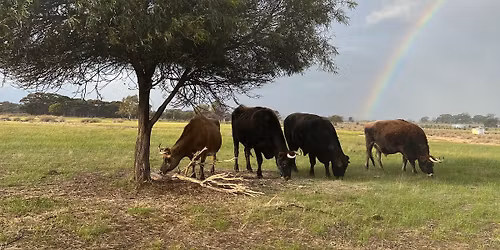 Busy Bee at A Better Life Animal Sanctuary