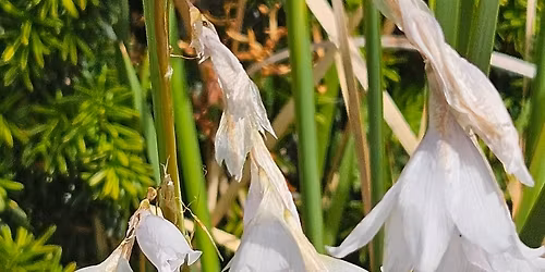 Open Garden to view Dierama from national collection