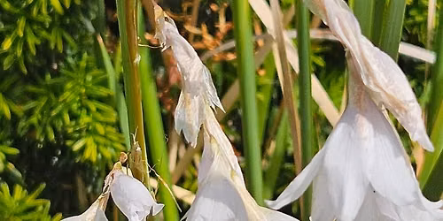 Open Garden to view Dierama from national collection