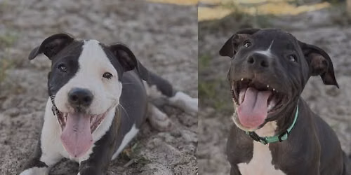 Pit Pals is turning 10