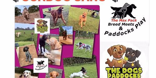 \ud83d\udc3e GUNDOG GANG BREED MEET UP @The Dogs Paddocks Nantwich 