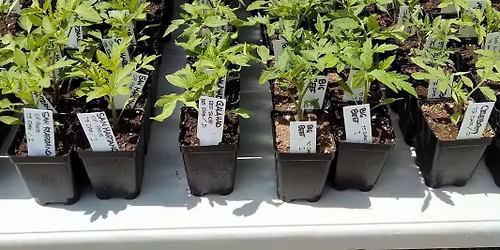 2026 Guelph Seedling Sale