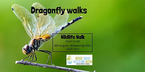 Dragonfly exploration