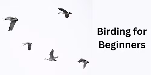 Birding for Beginners