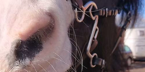 Juletur S\u00f8llestedg\u00e5rd \ud83d\udc34